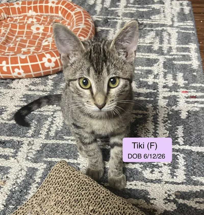 A baby medium-sized female Domestic Short Hair cat named Tiki for adoption in Vacaville, CA