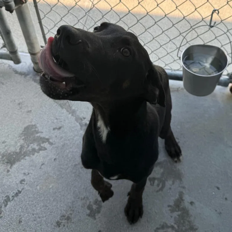A young large-sized male Black Hound dog named Desoto for adoption in Martinsville, VA