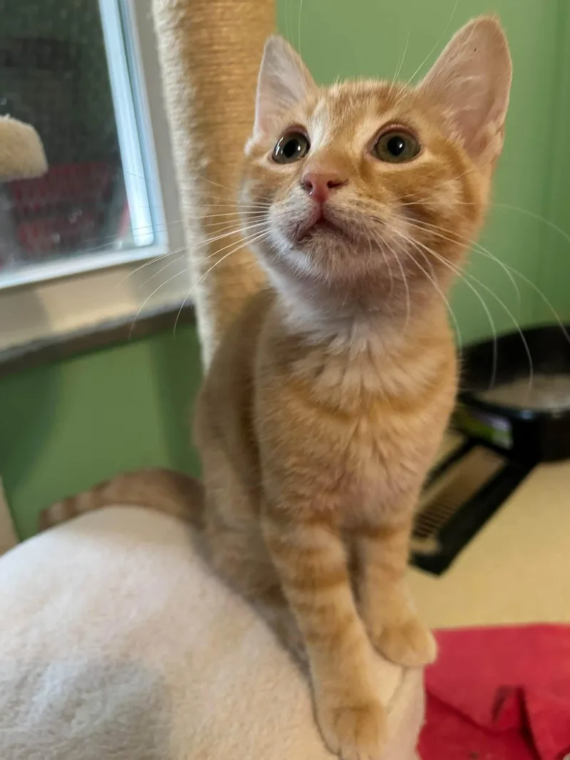 A baby medium-sized female Tabby (Orange / Red) Domestic Short Hair cat named Breadstick for adoption in Dellslow, WV
