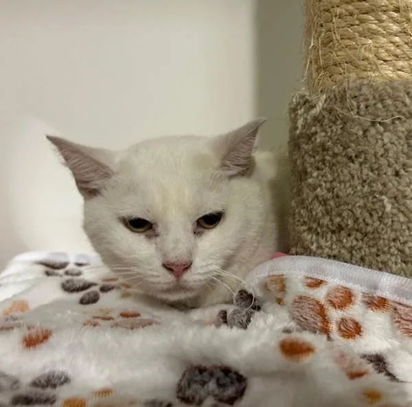 An adult medium-sized female Domestic Short Hair cat named Luna for adoption in Oceanside, CA