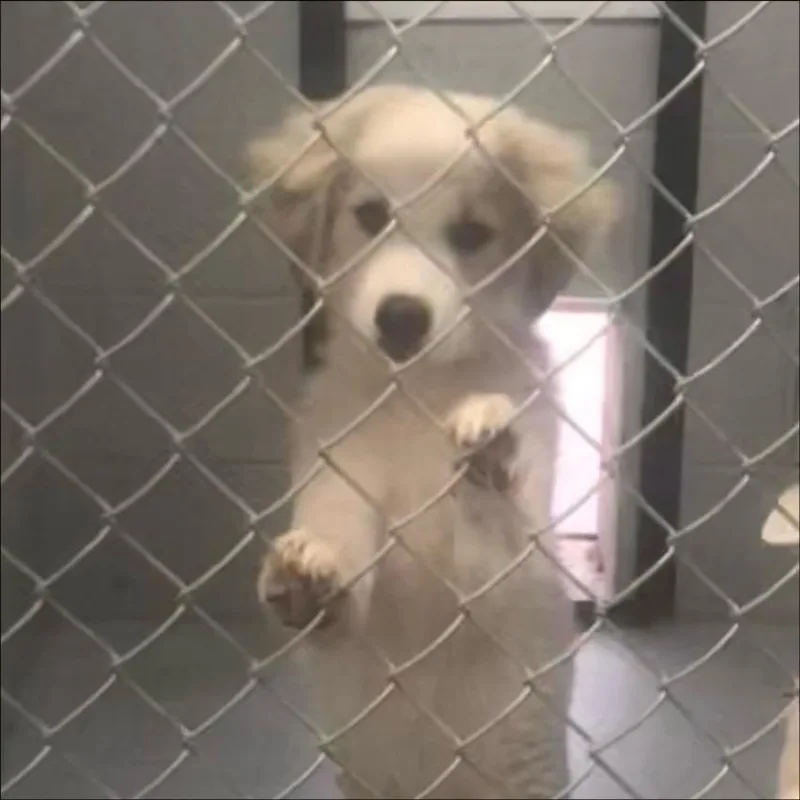 A baby medium-sized male Retriever dog named Gizmo for adoption in Thompson Falls, MT