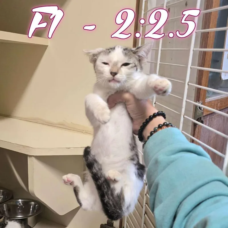 A baby small-sized female Domestic Short Hair cat named Arabella Figg for adoption in Hillsboro, OH
