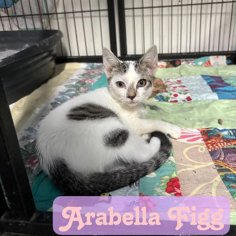 Arabella Figg thumbnail 2