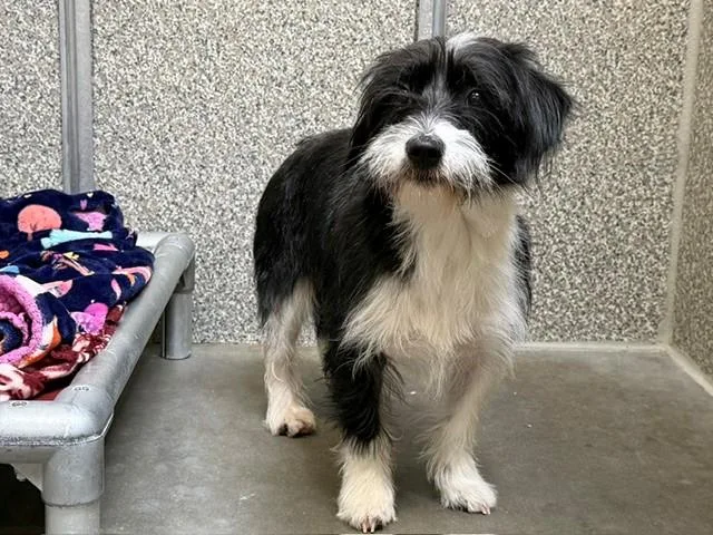 Finley