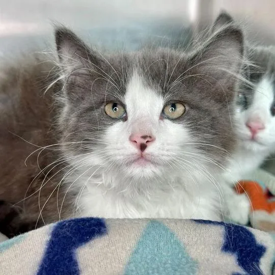 A baby small-sized male Gray / Blue / Silver Domestic Medium Hair cat named Arnold Palmer for adoption in Matteson, IL