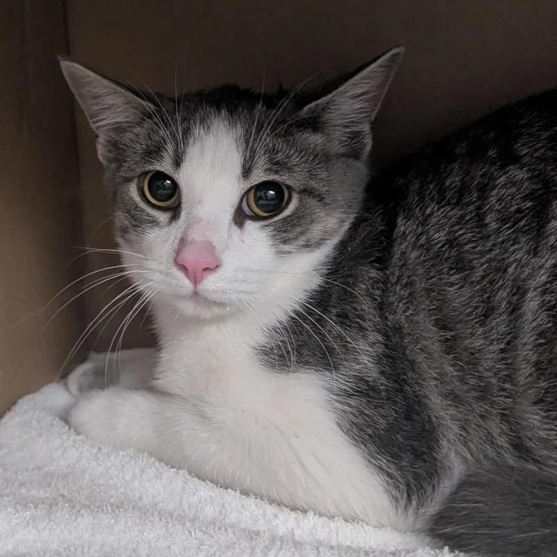 A young medium-sized male Domestic Short Hair cat named Smokey for adoption in West Olive, MI