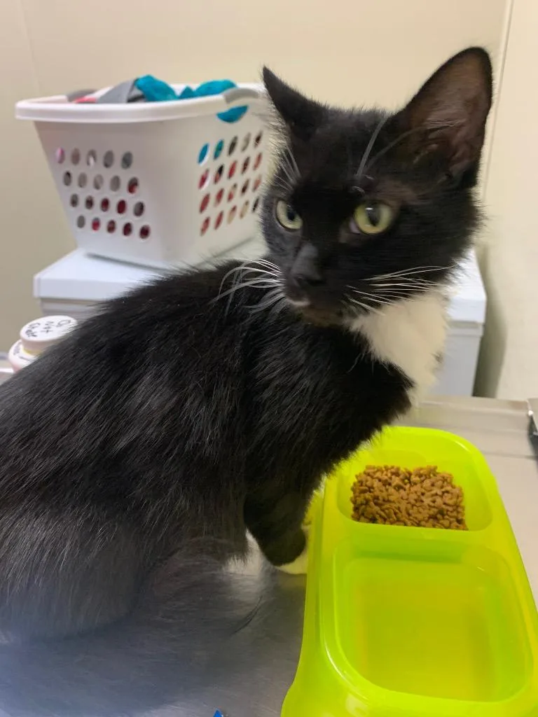 A young medium-sized female Domestic Long Hair cat named Joy for adoption in Christiansburg, VA