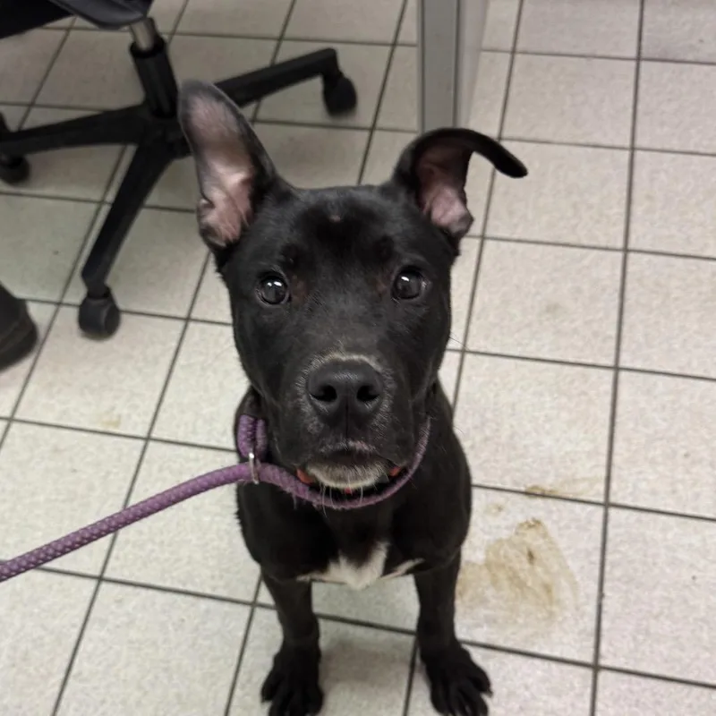 A young medium-sized male Black Mixed Breed dog named Titus for adoption in Charleston, WV