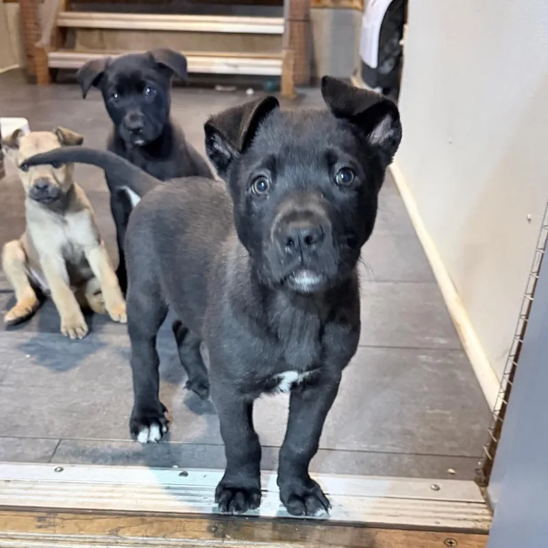 A baby medium-sized male Black Shepherd dog named Jett for adoption in Northville, MI