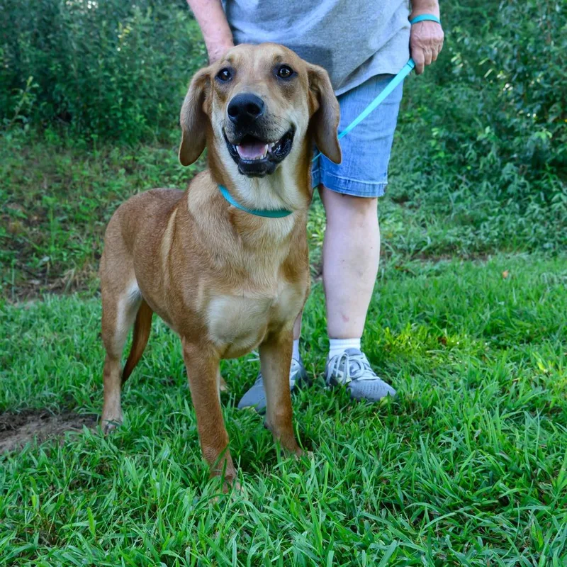 A young medium-sized male Redbone Coonhound dog named Cricket for adoption in Blairsville, GA