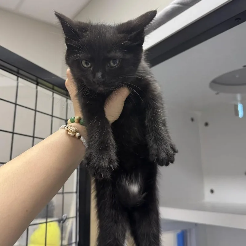 A baby small-sized female Black Domestic Short Hair cat named Birdie for adoption in Jupiter, FL