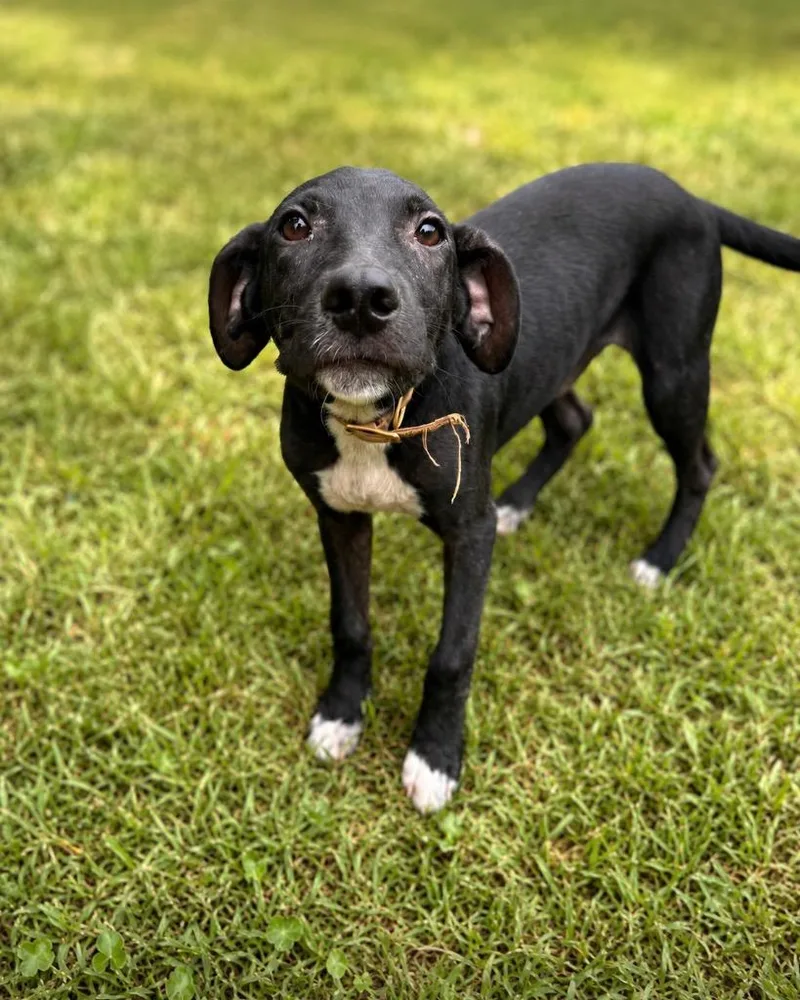 A baby extra large-sized male Labrador Retriever dog named Marlon for adoption in North Syracuse, NY