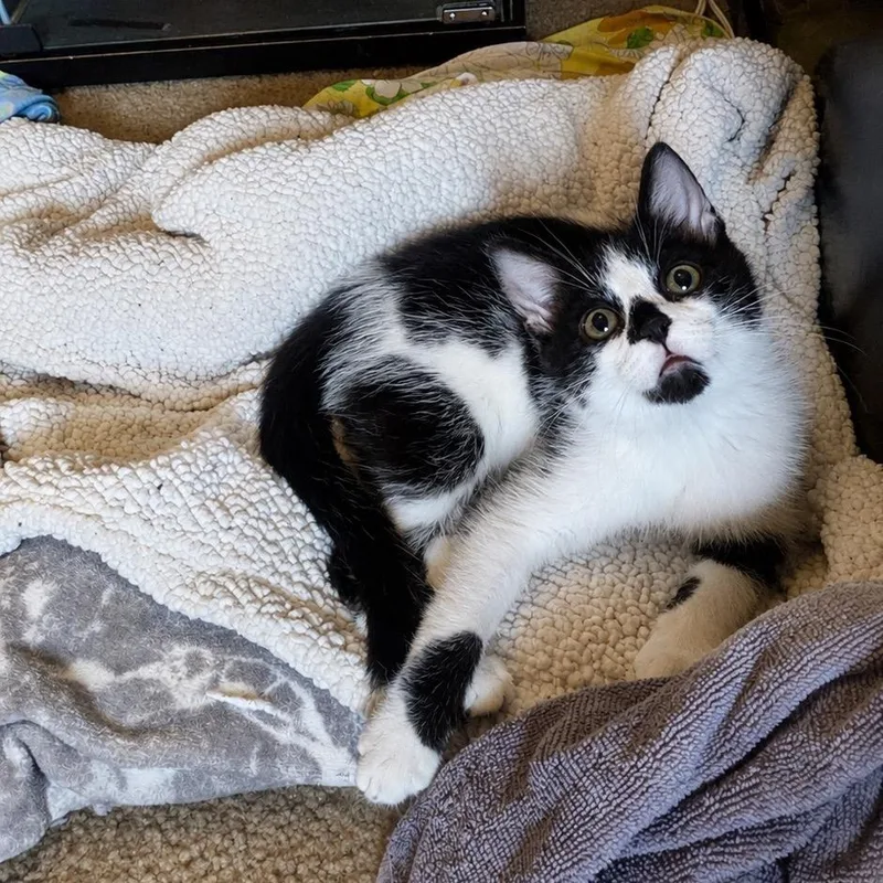 A baby small-sized male Black Domestic Short Hair cat named GustD for adoption in Gibsonia, PA