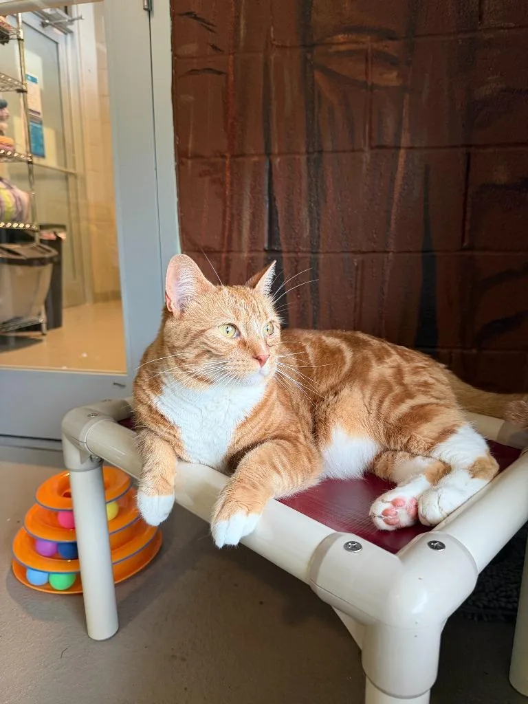 An adult small-sized male Domestic Short Hair cat named Tang for adoption in Hyde Park, NY