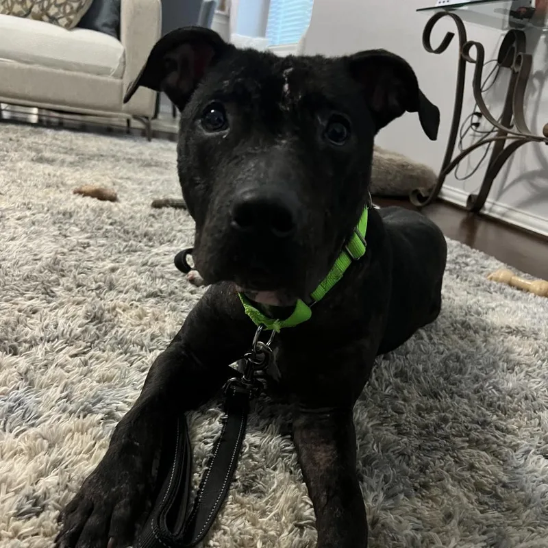 An adult medium-sized female Black American Staffordshire Terrier dog named DollyS for adoption in Spring, TX