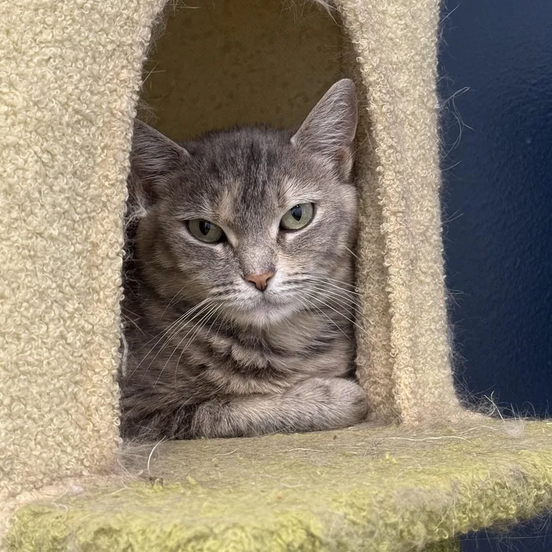 A young medium-sized female Dilute Tortoiseshell Tortoiseshell cat named Omega for adoption in North Haven, CT
