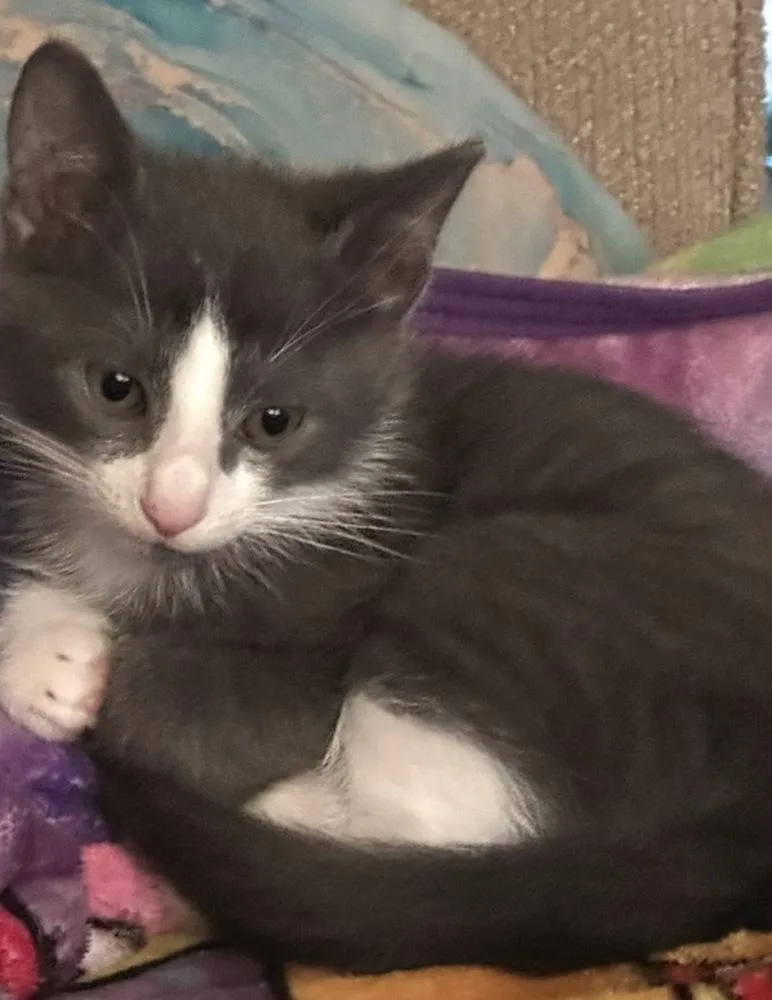 A baby small-sized male Black & White / Tuxedo Domestic Short Hair cat named Rupert for adoption in Orlando, FL