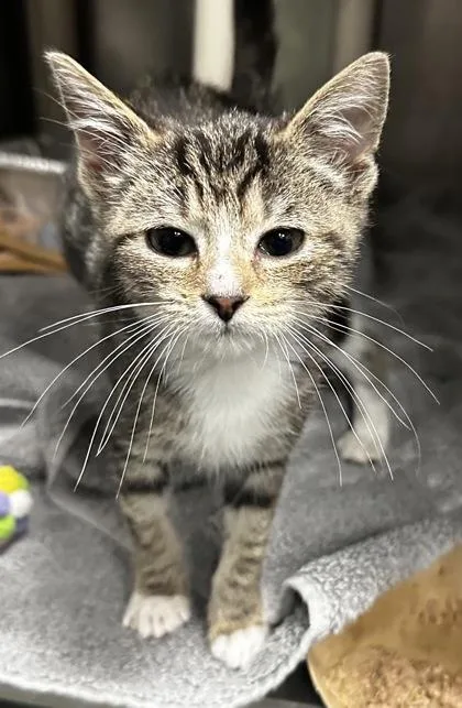 A young small-sized male Domestic Short Hair cat named B Caleb for adoption in North Charleston, SC