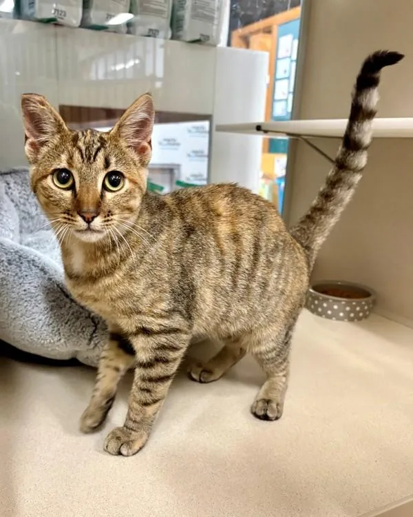 A young small-sized female Domestic Short Hair cat named Mel B for adoption in Novato, CA
