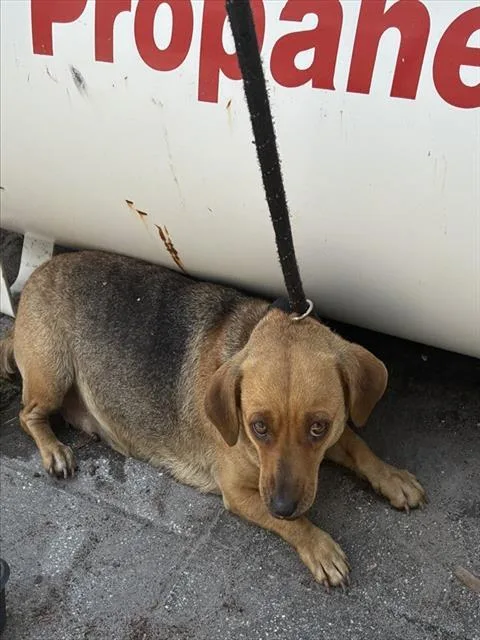 A young small-sized female Mixed Breed dog named Estrella for adoption in Palmetto, FL