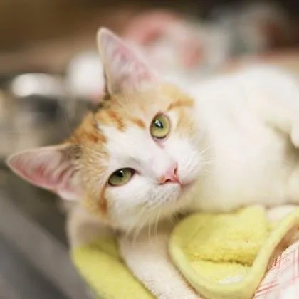 A baby small-sized female White Domestic Short Hair cat named Charlotte for adoption in Atlanta, GA