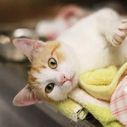 Charlotte thumbnail 2