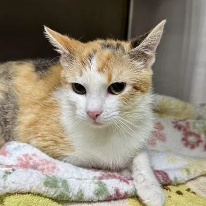 Charlotte thumbnail 3