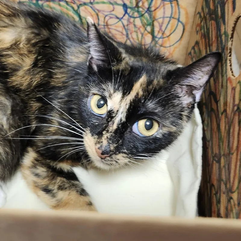 A young medium-sized female Calico Domestic Short Hair cat named Penelope for adoption in Novelty, OH