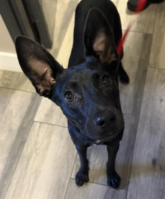 A young medium-sized male Australian Kelpie dog named Bingo for adoption in Redlands, CA