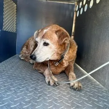 A senior medium-sized female White / Cream Cattle Dog dog named Nani"LadyBug" for adoption in Buchanan Dam, TX
