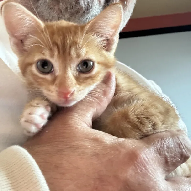 A baby small-sized male Orange / Red Domestic Short Hair cat named Tony Da Tiger for adoption in Port Richey, FL