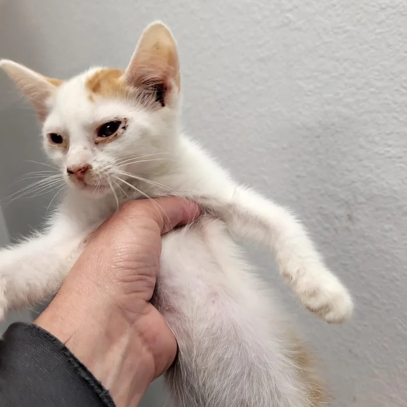 A baby small-sized male Domestic Short Hair cat named Logan for adoption in Allyn, WA