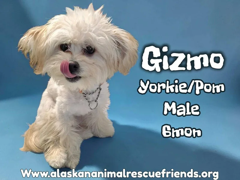 Gizmo