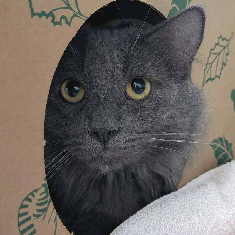 An adult medium-sized male Domestic Long Hair cat named Griffin for adoption in Reno, NV