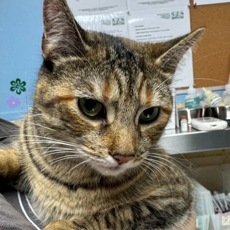 An adult small-sized female Brown / Chocolate Domestic Medium Hair cat named Fred for adoption in Perkiomenville, PA
