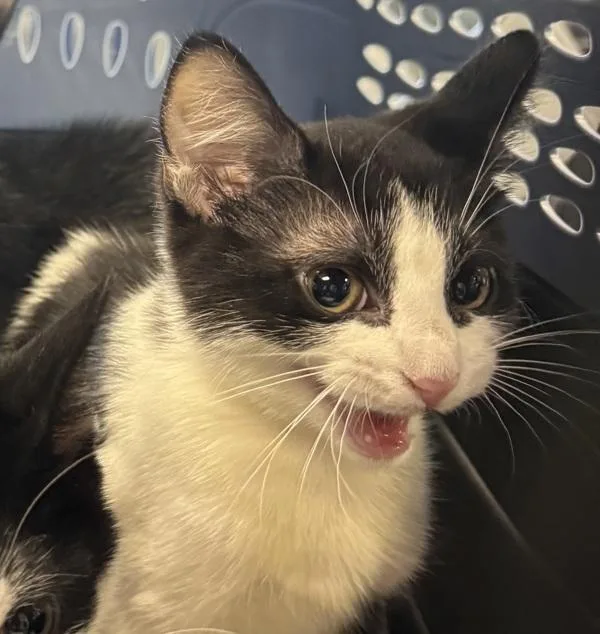 A baby small-sized female Domestic Short Hair cat named Clementine for adoption in Des Moines, IA