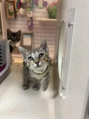 A young small-sized female Domestic Short Hair cat named B Lucienne for adoption in North Charleston, SC