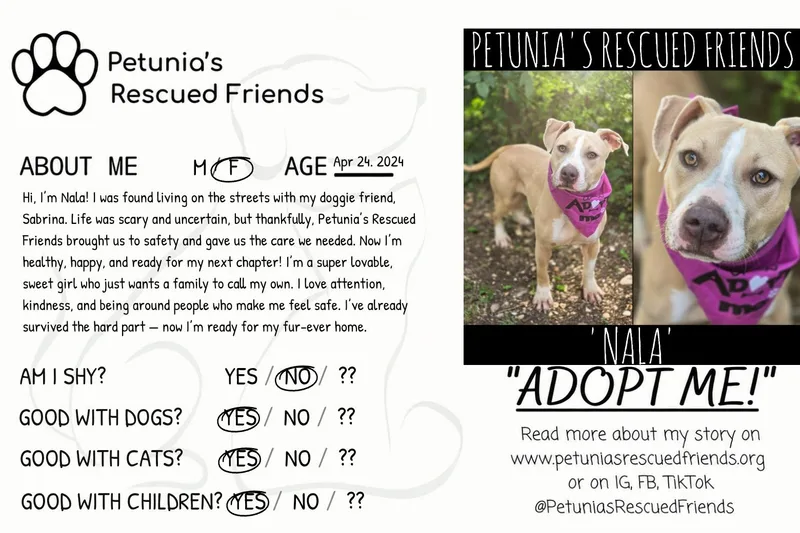 An adult small-sized female Pit Bull Terrier dog named Nala for adoption in Castroville, TX