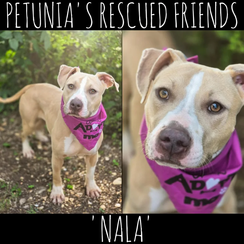 Nala thumbnail 2