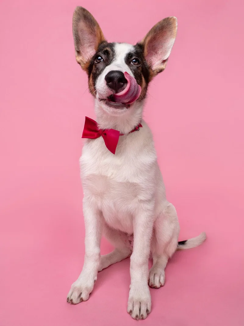 A baby large-sized male Australian Cattle Dog / Blue Heeler dog named Subwoofer for adoption in Palo Alto, CA