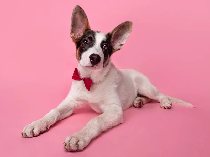 Subwoofer thumbnail 3