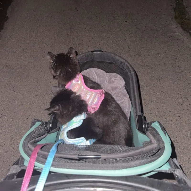 A baby small-sized female Domestic Medium Hair cat named Rowan for adoption in Fargo, ND