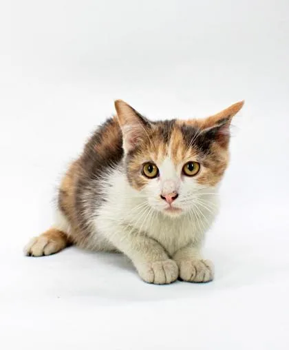 A baby small-sized female Domestic Medium Hair cat named Morticia for adoption in Morton Grove, IL