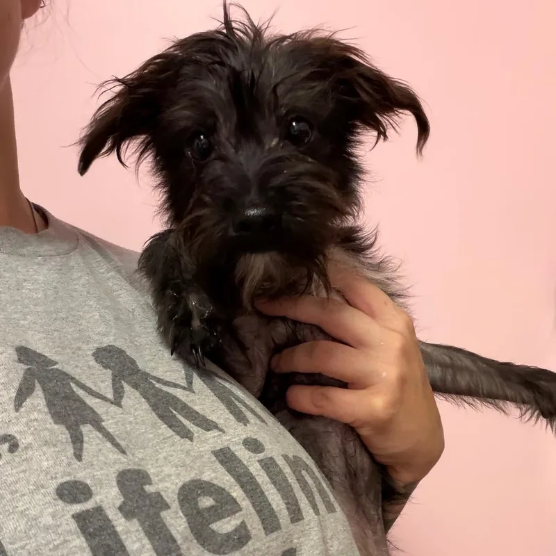A young small-sized male Miniature Schnauzer dog named Pollo for adoption in Webster, TX