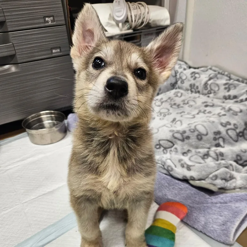 A baby medium-sized male Yellow / Tan / Blond / Fawn German Shepherd Dog dog named Caio for adoption in Phoenixville, PA