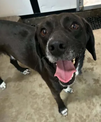 An adult medium-sized male Beagle dog named Fred for adoption in Bowling Green, KY