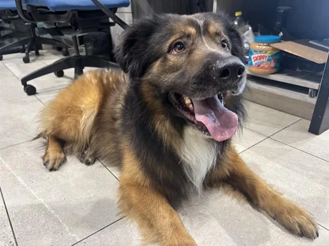 An adult large-sized male German Shepherd Dog dog named King for adoption in Garland, TX