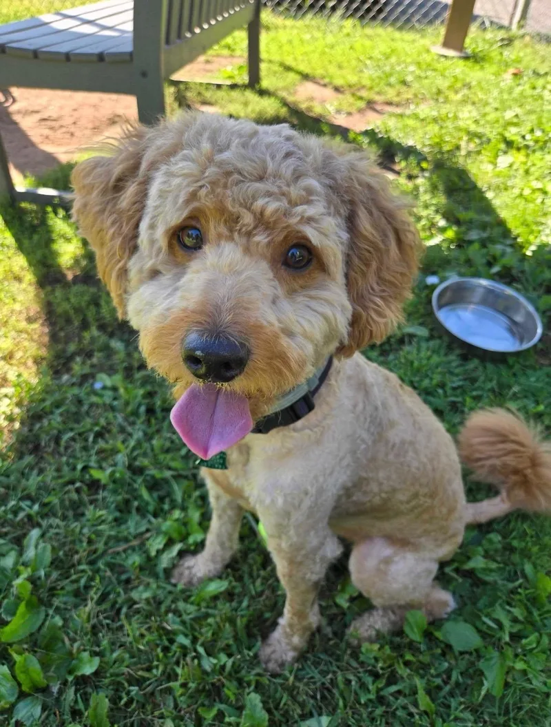 An adult small-sized male Goldendoodle dog named Cosmo for adoption in North Haven, CT