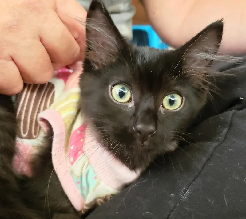 A baby small-sized female Black Domestic Medium Hair cat named Zapp for adoption in Orange, CA