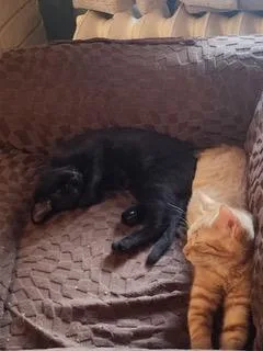A young medium-sized female Domestic Short Hair cat named Bullwinkle for adoption in Mechanicsburg, PA